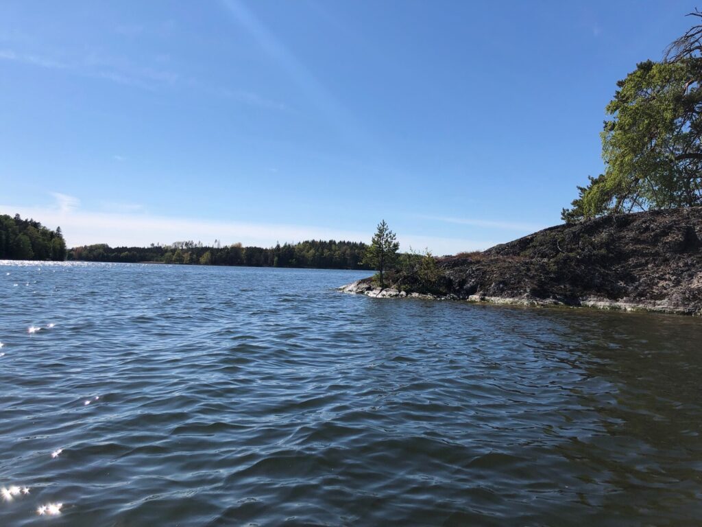 En udde vid en sjö med tallar.