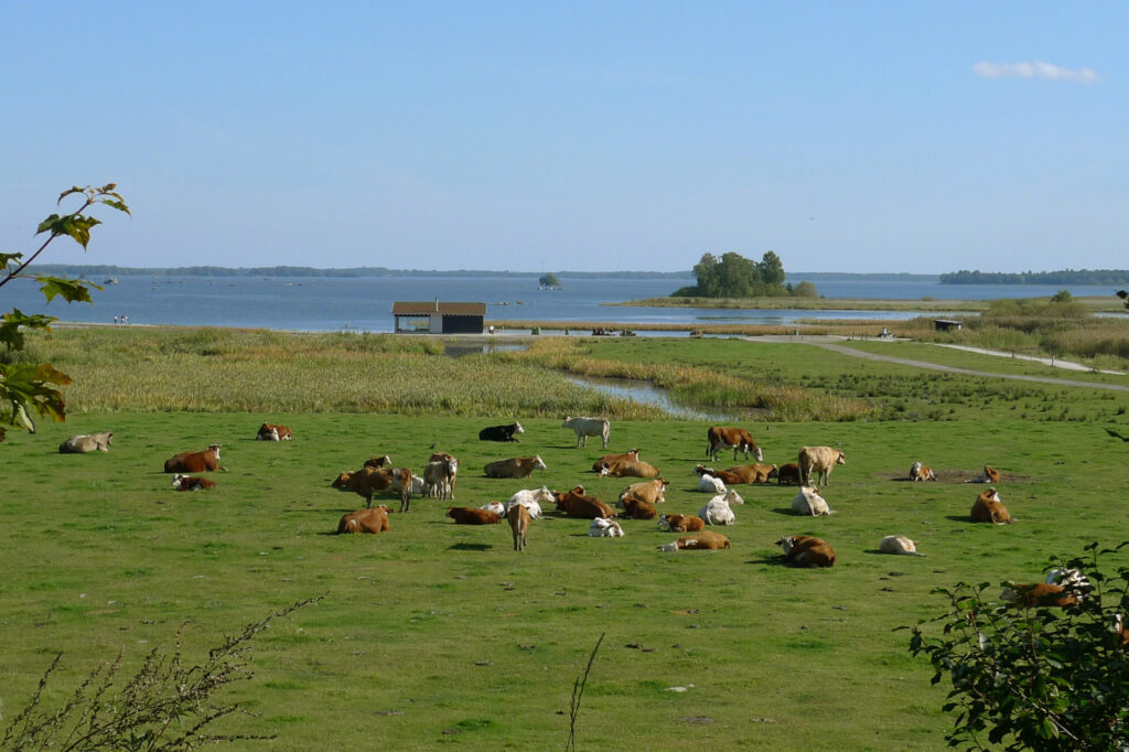 En hage med en massa kor vid en sjö med vass runt om.