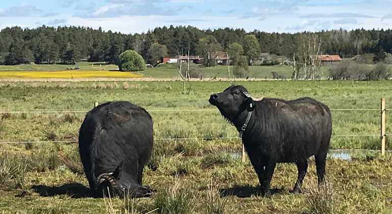 Två svarta vattenbufflar i en hage.