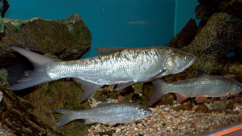 Tre silvriga fiskar i ett klart vatten i ett akvarium.
