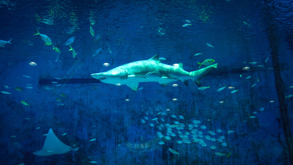 En haj i ett klart vatten i ett stort akvarium.