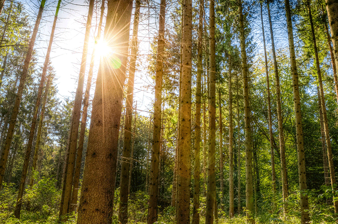 Flera trädstammar mot en blå himmel och solens strålar tränger igenom skogen.