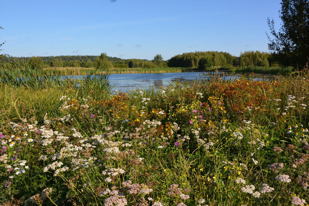 En blommande äng framför ett vattendrag.